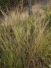 Dichanthium annulatum annulatum