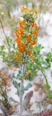 Manulea tomentosa