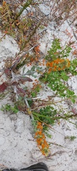 Manulea tomentosa