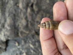 Pseudonebularia proscissa