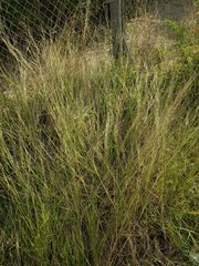 Dichanthium annulatum annulatum
