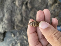 Pseudonebularia proscissa