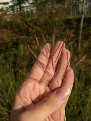 Dichanthium annulatum annulatum