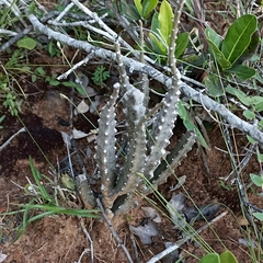 Caralluma