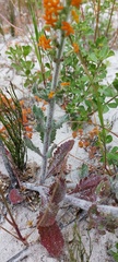Manulea tomentosa