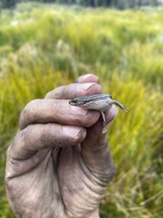 Pseudemoia pagenstecheri