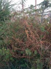 Desmanthus pernambucanus