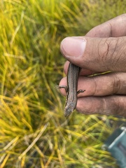 Pseudemoia pagenstecheri