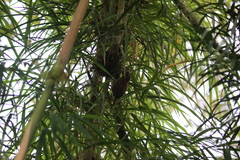 Hellmayrea gularis