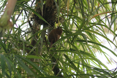 Hellmayrea gularis
