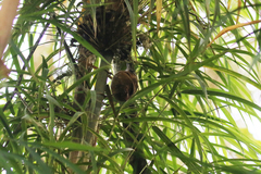 Hellmayrea gularis
