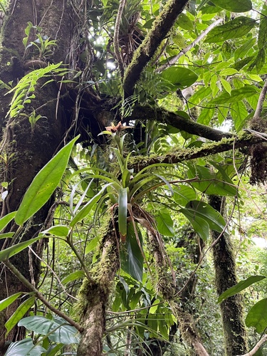Guzmania lingulata