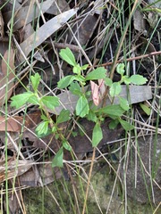 Xanthosia tridentata