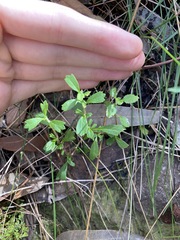 Xanthosia tridentata