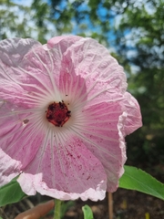 Hibiscus splendens