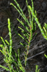 Eutaxia diffusa