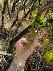 Cissus quadrangularis