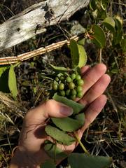 Cissus quadrangularis
