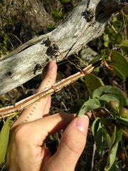 Cissus quadrangularis