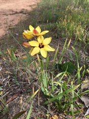 Ixia fuscocitrina