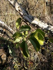 Cissus quadrangularis