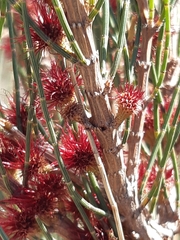 Allocasuarina paludosa