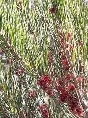 Allocasuarina paludosa