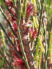 Allocasuarina paludosa