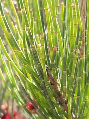 Allocasuarina paludosa