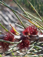 Allocasuarina paludosa