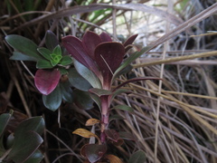 Gentianella impressinervia