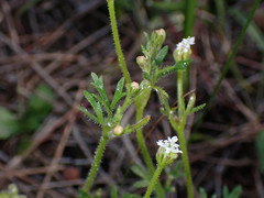 Trachymene