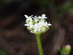 Trachymene