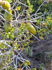 Quercus coccifera