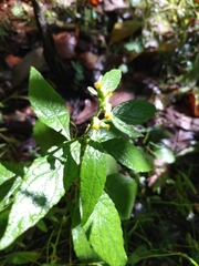 Carpesium abrotanoides