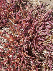 Salicornia natalensis