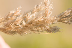 Eragrostis variabilis