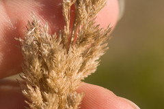 Eragrostis variabilis