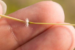 Dichanthium sericeum