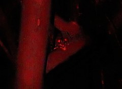 Petaurus norfolcensis