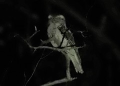 Podargus strigoides strigoides