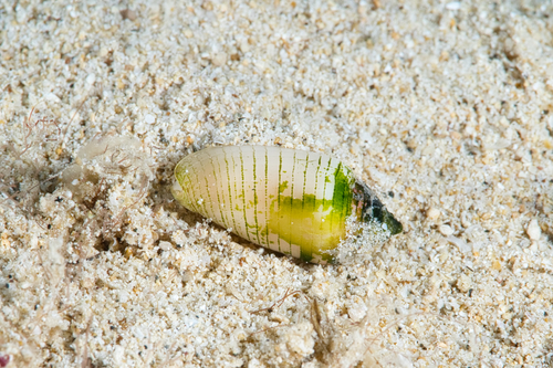 Imbricaria punctata observed 2021-10-23