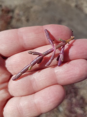 Salicornia natalensis