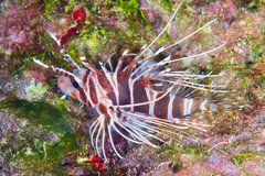Pterois sphex