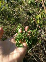 Solanum seaforthianum