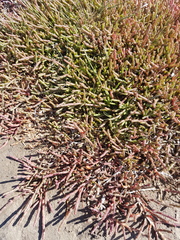 Salicornia natalensis