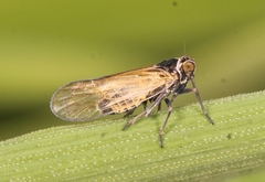 Javesella pellucida