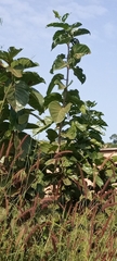 Magnoliopsida