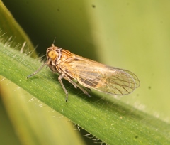 Javesella pellucida