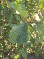 Alnus glutinosa